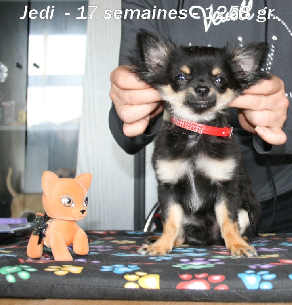 Jedi Souvenir Cheyenne