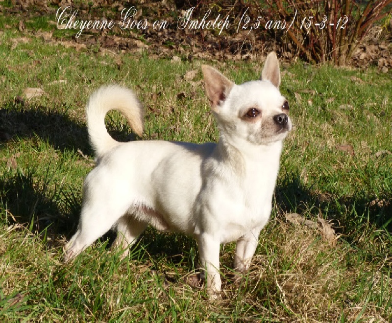 Publication : Souvenir Cheyenne Auteur : Gladys Blomme