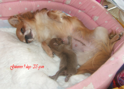 Europe Souvenir Cheyenne