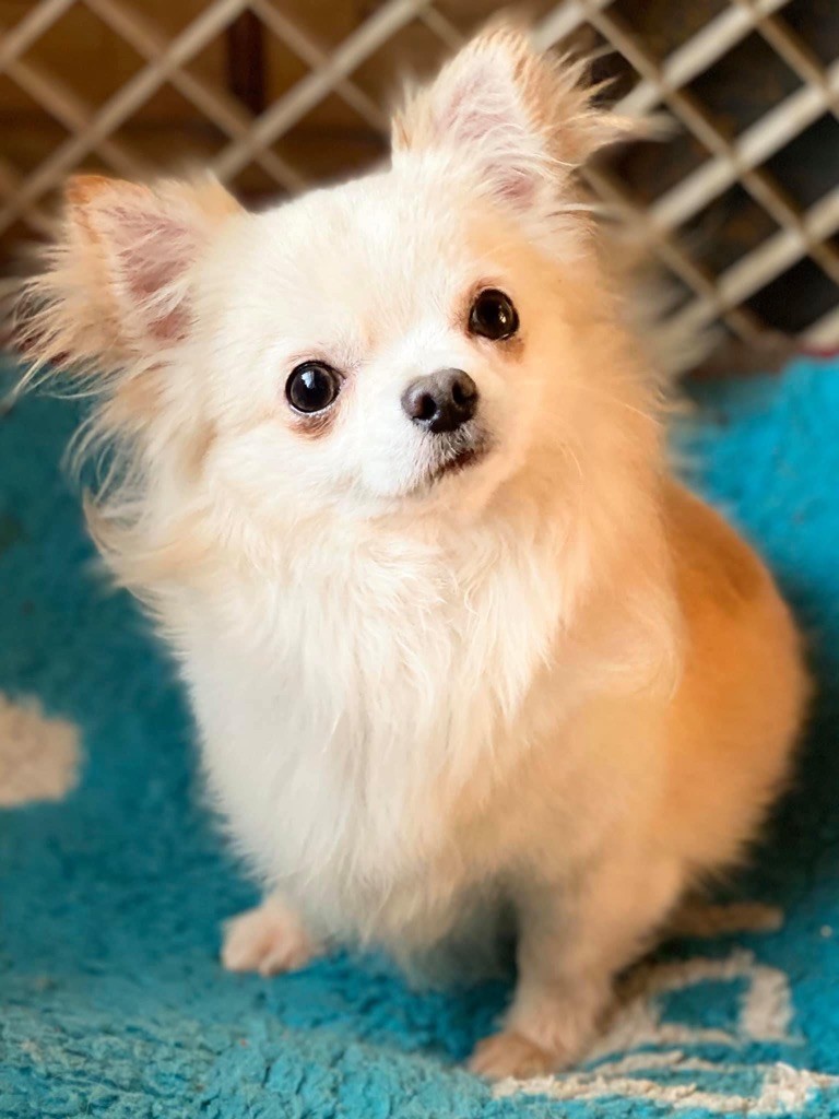 Publication : Souvenir Cheyenne Auteur : gladys Blomme