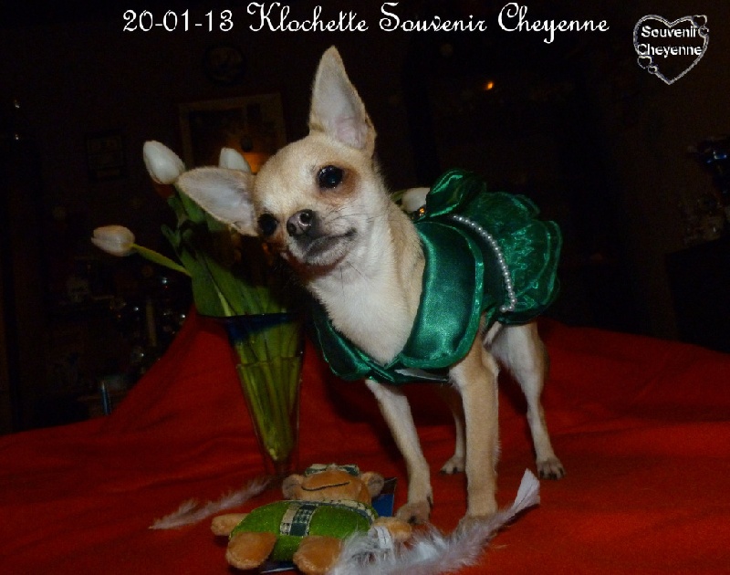 Klochette Souvenir Cheyenne