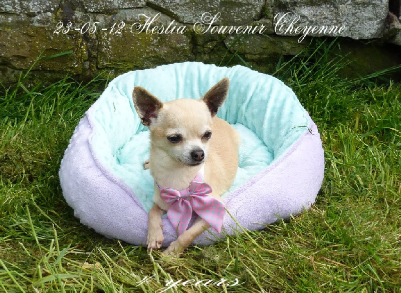 CH. Hestia Souvenir Cheyenne