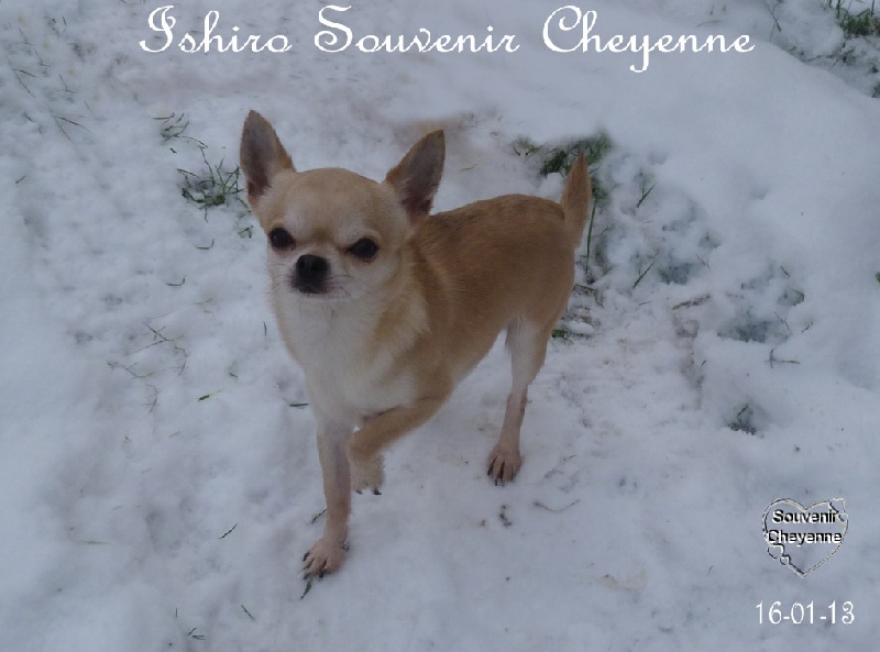 Ishiro Souvenir Cheyenne