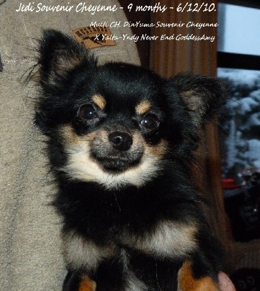 Jedi Souvenir Cheyenne