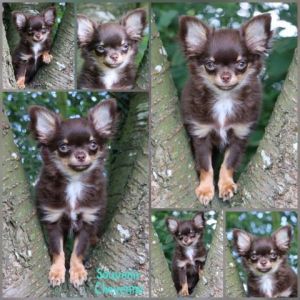 Publication : Souvenir Cheyenne Auteur : Gladys Blomme