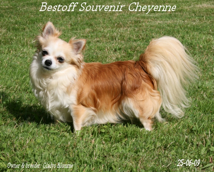 Publication : Souvenir Cheyenne Auteur : Gladys Blomme