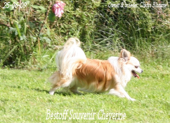 Publication : Souvenir Cheyenne Auteur : Gladys Blomme