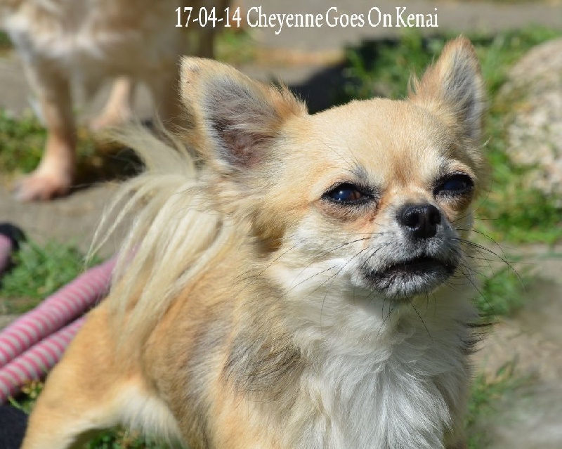 Publication : Souvenir Cheyenne Auteur : Gladys Blomme