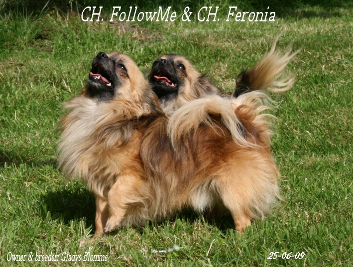 Publication : Souvenir Cheyenne Auteur : Gladys Blomme