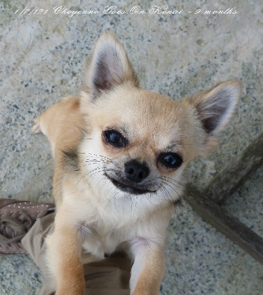 Publication : Souvenir Cheyenne Auteur : Gladys Blomme