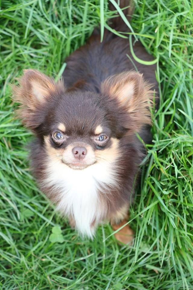 Publication : Souvenir Cheyenne Auteur : Gladys Blomme