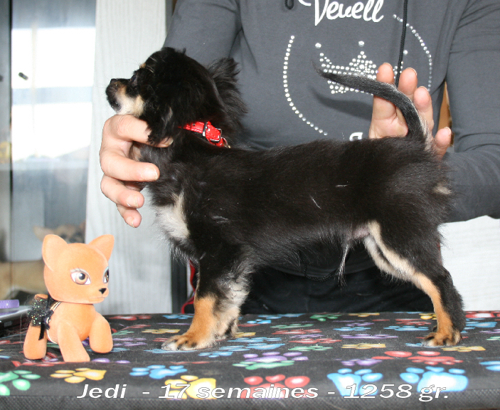 Jedi Souvenir Cheyenne