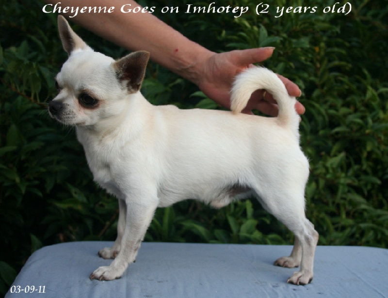 Publication : Souvenir Cheyenne Auteur : Gladys Blomme