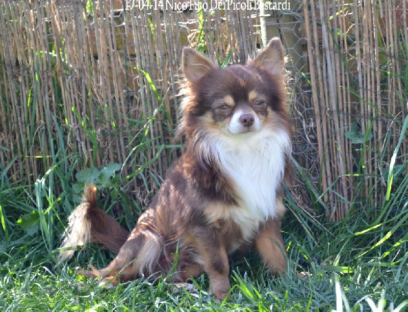 Publication : Souvenir Cheyenne Auteur : Gladys Blomme