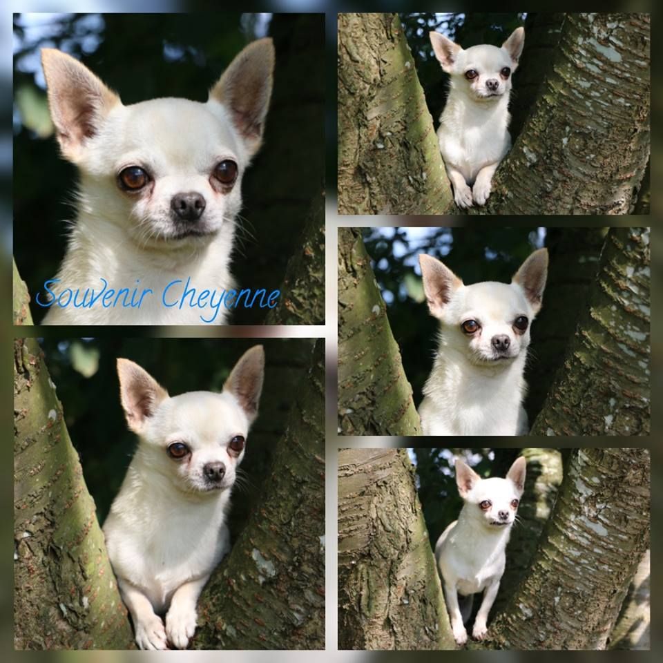 Publication : Souvenir Cheyenne Auteur : Gladys Blomme