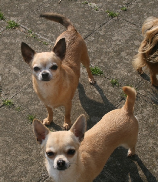 CH. Hestia Souvenir Cheyenne