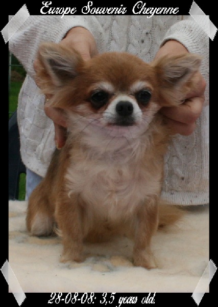 Europe Souvenir Cheyenne