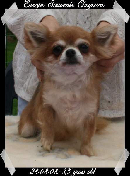 Europe Souvenir Cheyenne