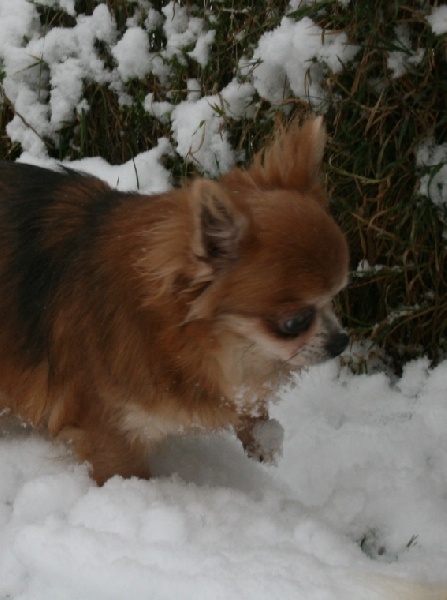 Europe Souvenir Cheyenne