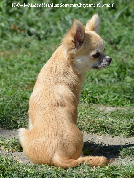 Made of stardust Souvenir Cheyenne