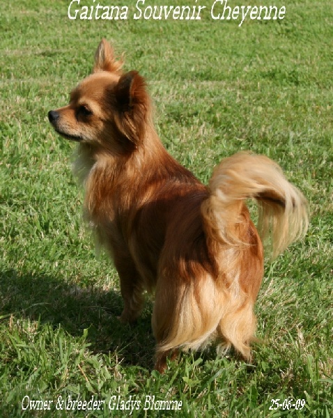 Gaitana Souvenir Cheyenne