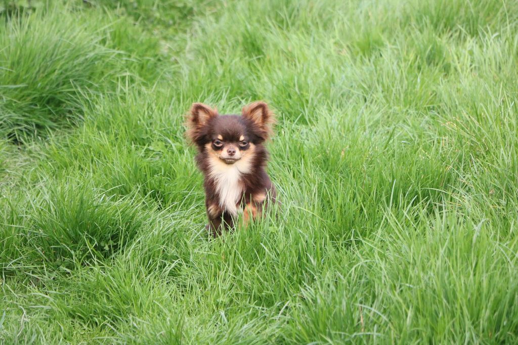 Publication : Souvenir Cheyenne Auteur : Gladys Blomme