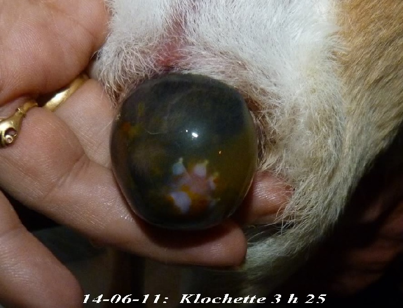 Klochette Souvenir Cheyenne