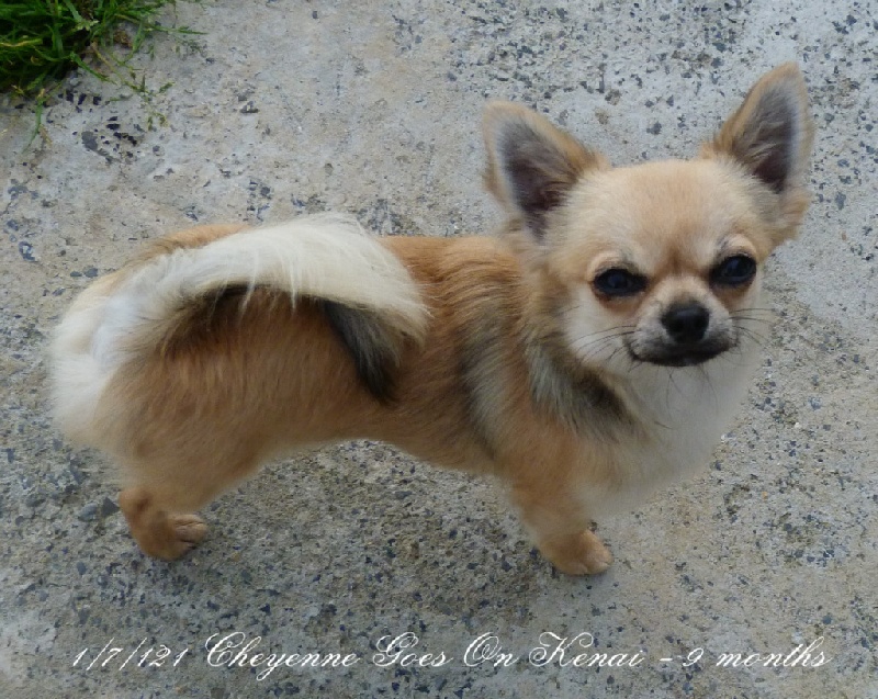 Publication : Souvenir Cheyenne Auteur : Gladys Blomme