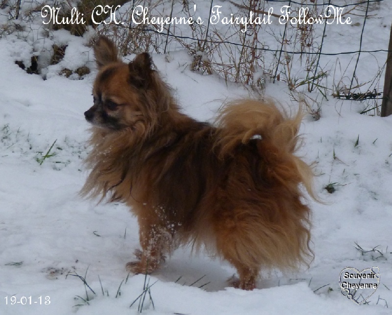 Publication : Souvenir Cheyenne Auteur : Gladys Blomme