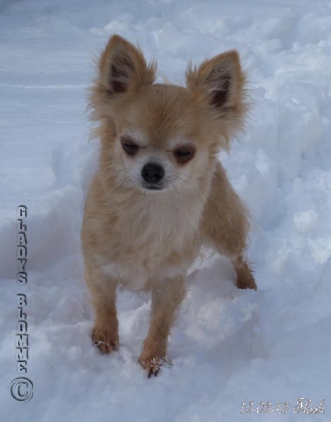 Publication : Souvenir Cheyenne Auteur : Gladys Blomme