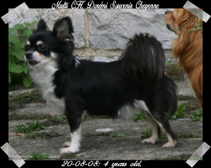 CH. Dorémi Souvenir Cheyenne