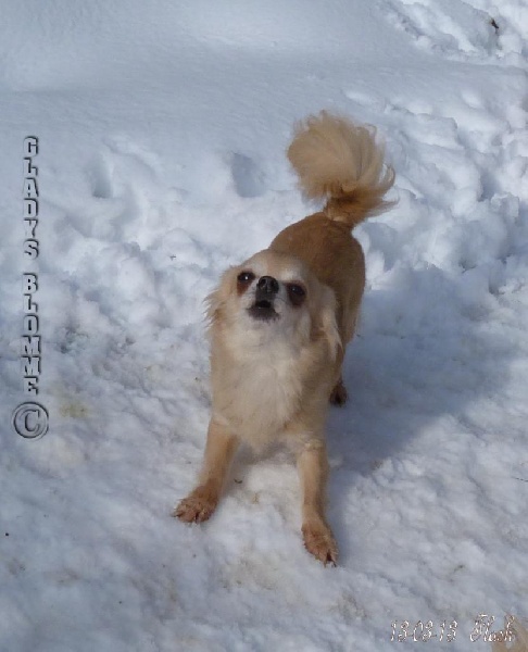 Publication : Souvenir Cheyenne Auteur : Gladys Blomme