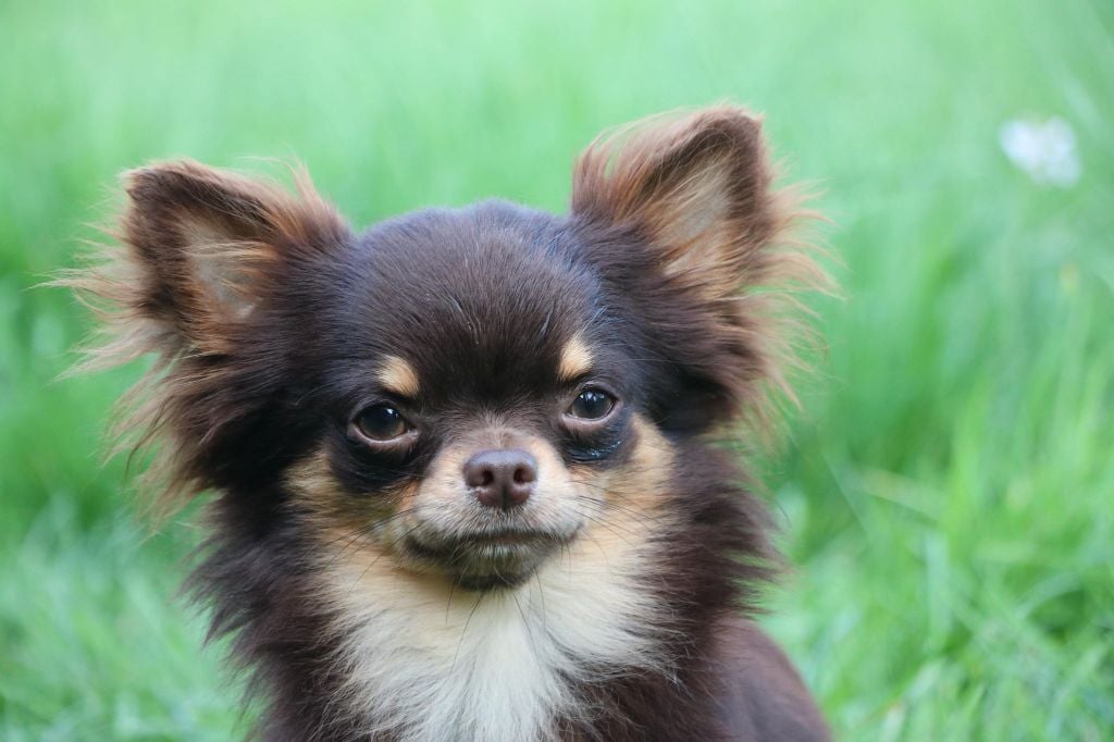 Publication : Souvenir Cheyenne Auteur : Gladys Blomme