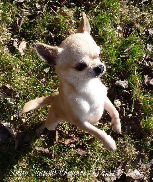 Ishiro Souvenir Cheyenne