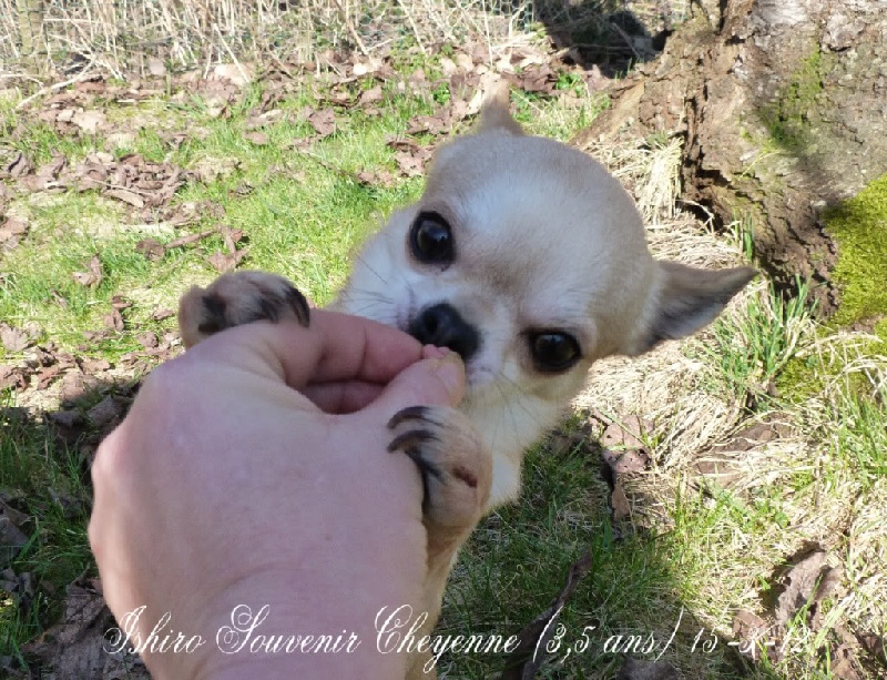 Ishiro Souvenir Cheyenne