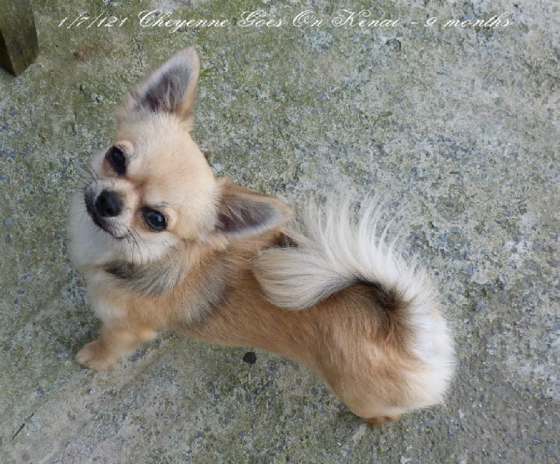 Publication : Souvenir Cheyenne Auteur : Gladys Blomme