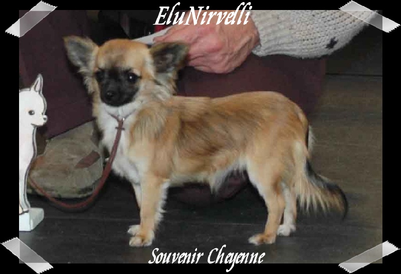 Elunirvelli Souvenir Cheyenne