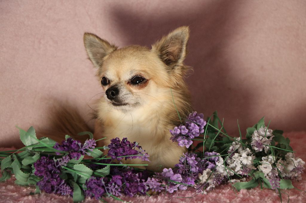 Publication : Souvenir Cheyenne Auteur : Gladys Blomme