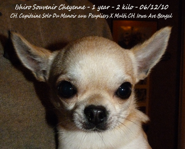 Ishiro Souvenir Cheyenne