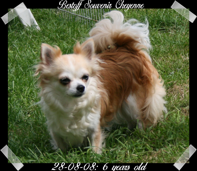 Publication : Souvenir Cheyenne Auteur : Gladys Blomme