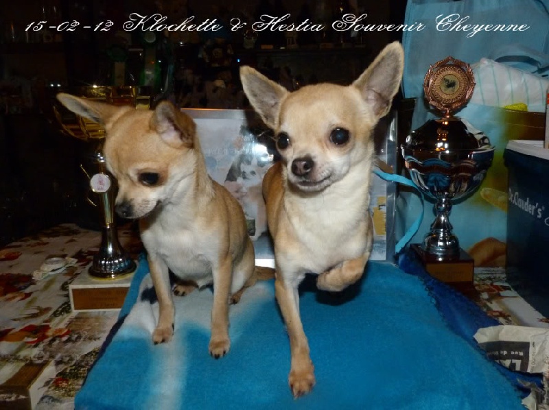 CH. Hestia Souvenir Cheyenne