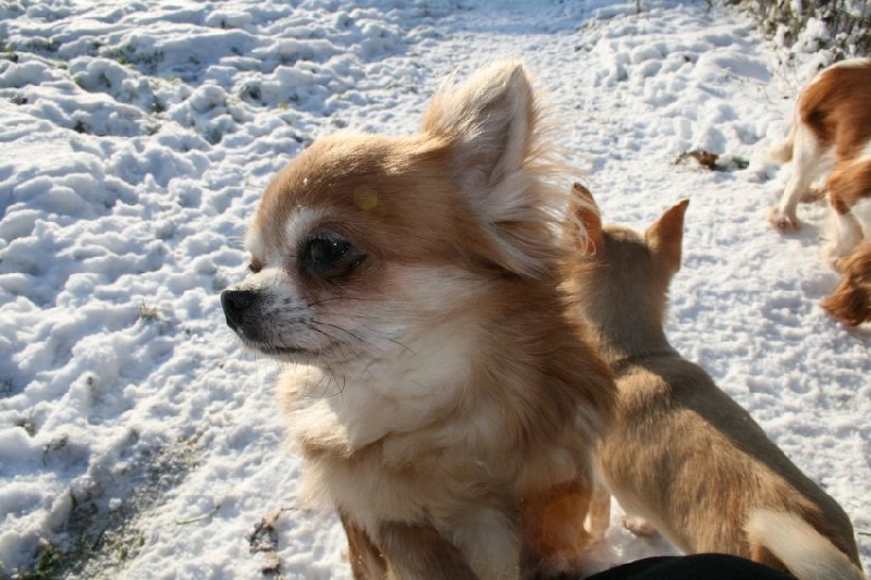 Europe Souvenir Cheyenne