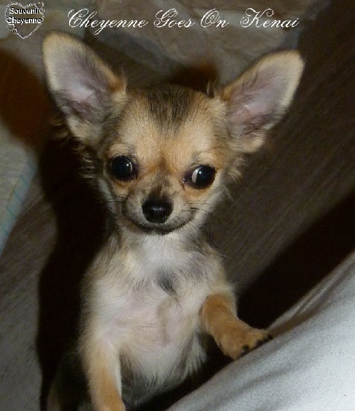 Publication : Souvenir Cheyenne Auteur : Gladys Blomme