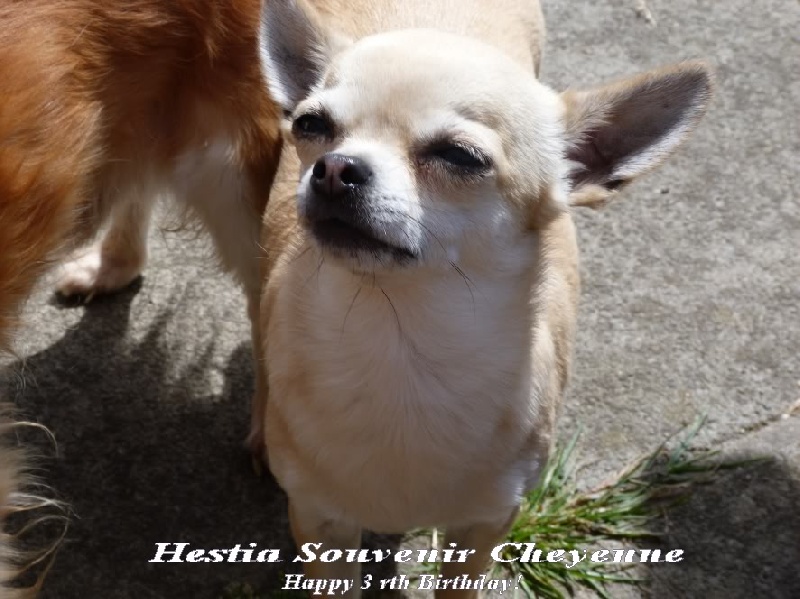 CH. Hestia Souvenir Cheyenne