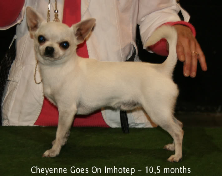 Publication : Souvenir Cheyenne Auteur : Gladys Blomme