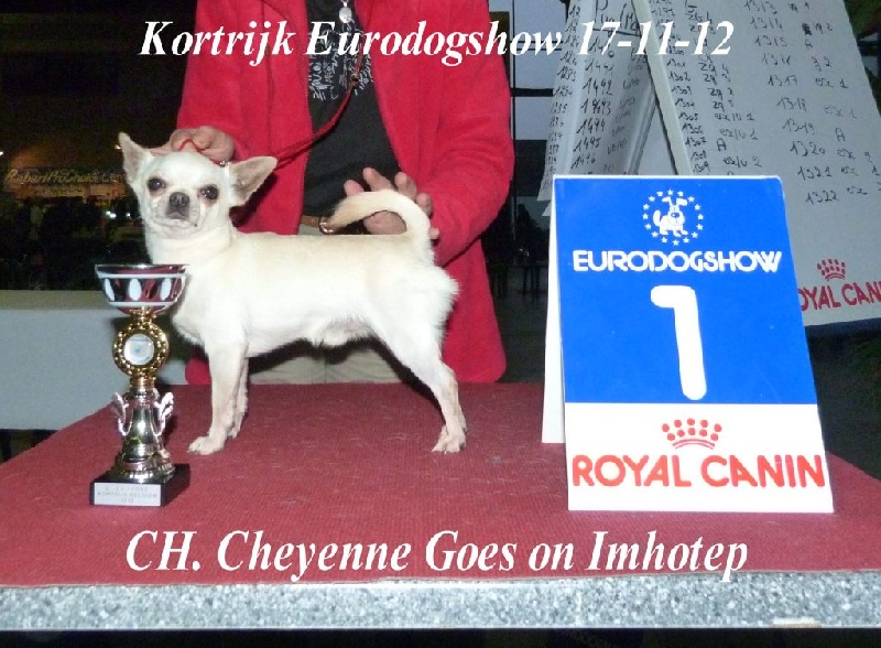 CH. cheyenne goes on Imhotep - 1 Exellent