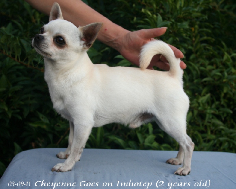 CH. cheyenne goes on Imhotep - Sélection BCC + KMSH