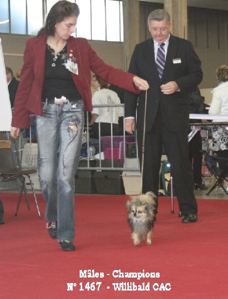 CH. Willibald bohemia kevin - 1 EX - CAC - RCACIB