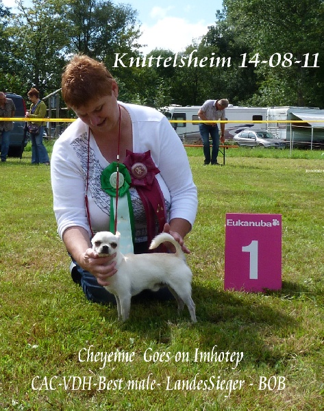 CH. cheyenne goes on Imhotep - 1 Ex-CAC-VDH-Best male - Landes Sieger- BOB