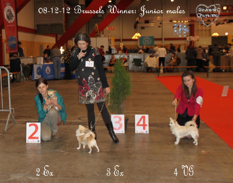 CH. cheyenne goes on Kenai - 2 Exellent (junior)